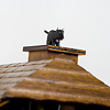 MT1107/9W-1　鳩時計ヘンゼルとグレーテル：煙突からは猫が出てきます